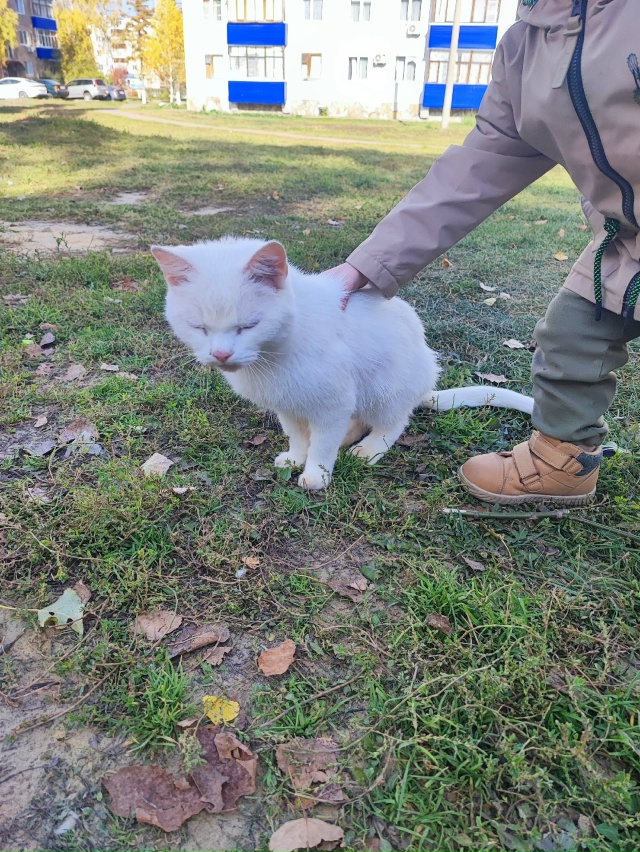 Доброго дня.
Чья потеряшка?
Видно, что домашняя
Напрот...