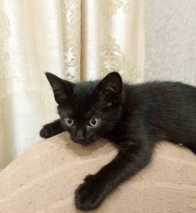 Отдам котика в хорошие руки от мамы-крыселовки. В лоточ...