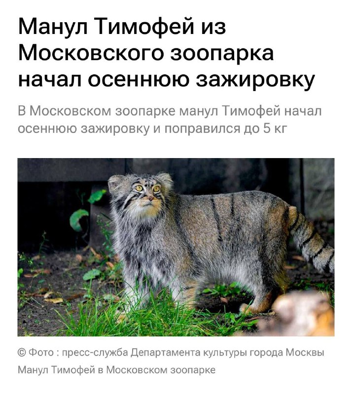 О, манул Тимоша из Мосзоопарка уже начал осеннюю зажировку.
Тот случай, когда мы из неё и не выходи