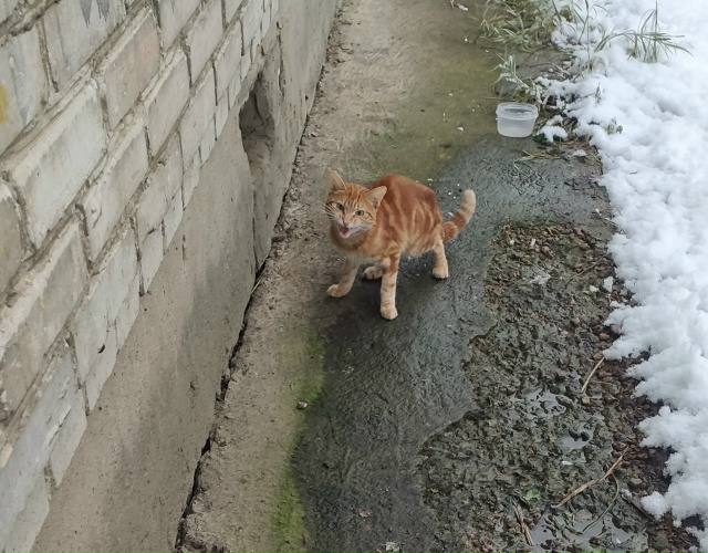 Появился у дома вот этот красавец, может быть кто то ищ?...