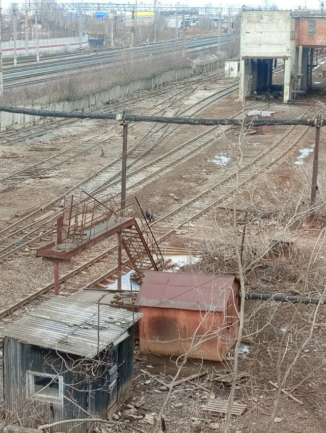 Кто знает что это , и почему там так много хряков? Недав?...