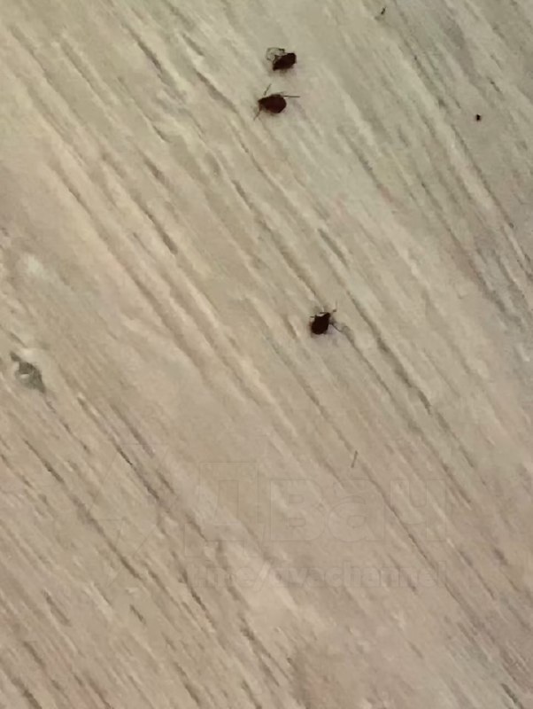 ❗️Квартиры россиян атакуют опасные «ёлочные» клещи
Из-за аномально тёплой зимы паразиты не ушли в с