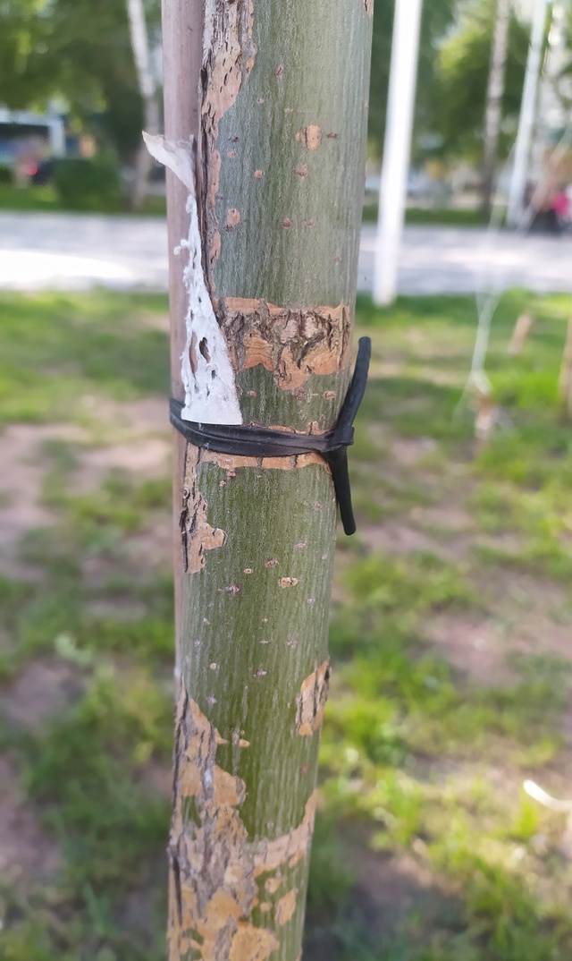 Подскажите к кому обратиться. На новой алее по пр. Юбил?...