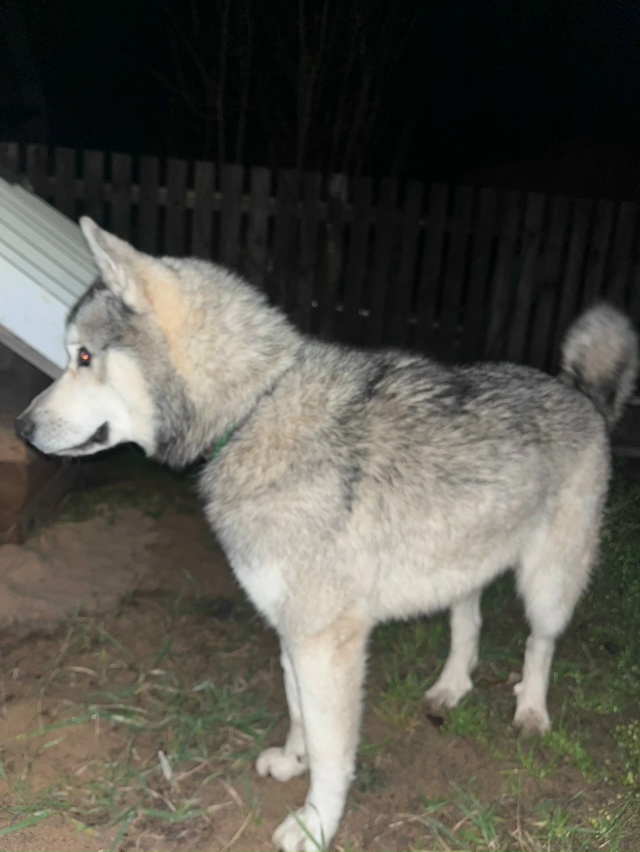 Чья собака? обращаться по номеру телефона +79517400932 . долг...