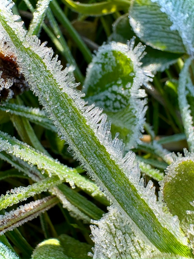 Заморозки в Межозёрном.