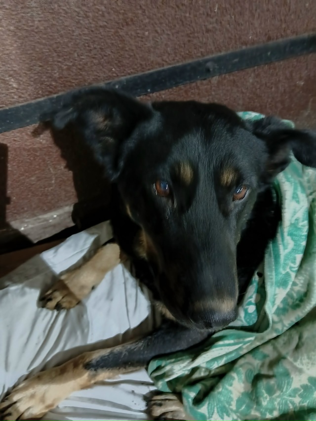 Доброе утро!
У собаки умер хозяин и , уже 2 недели, она н...