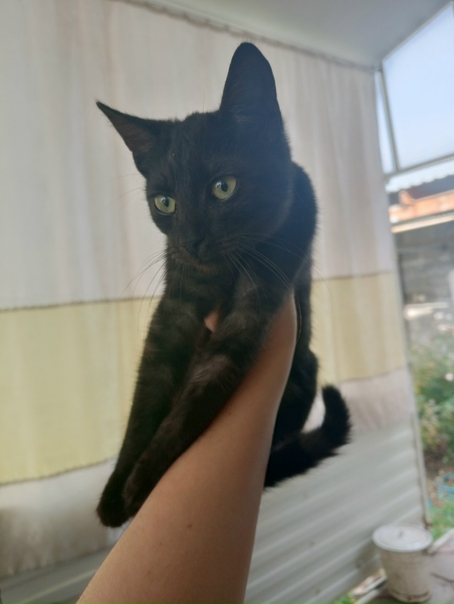 нашли потеряшку на Керченской улице
Котёнок ухоженны?...