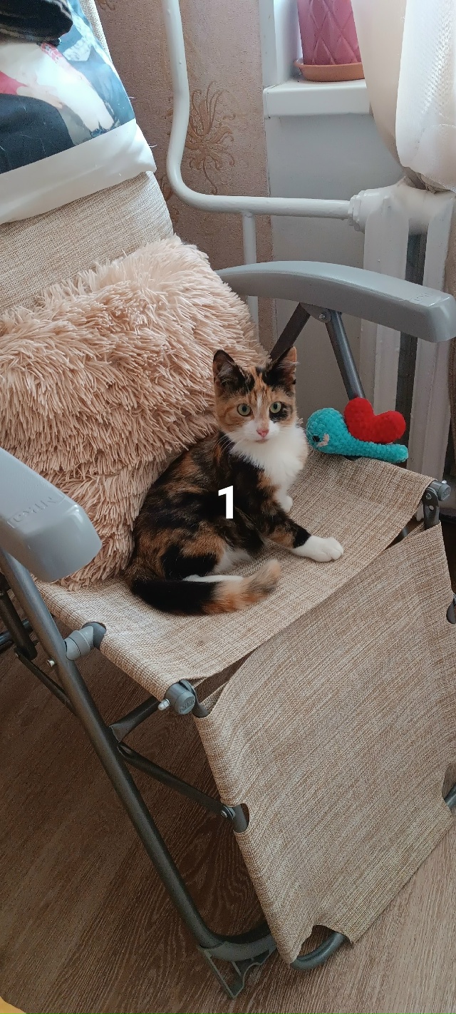 #ПотерялиНашлиПомогите
1 Пристраиваем двух котеек-по?...