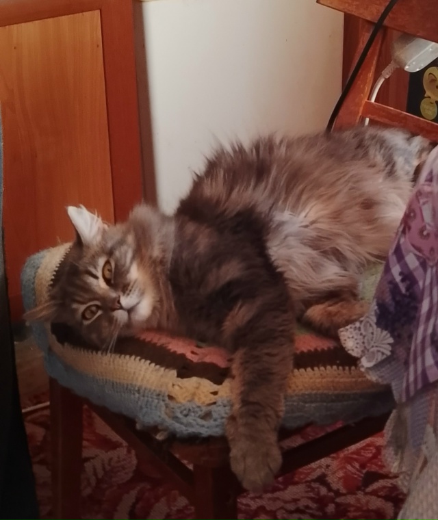 «Коты — единственные, кто понял, как управля?...