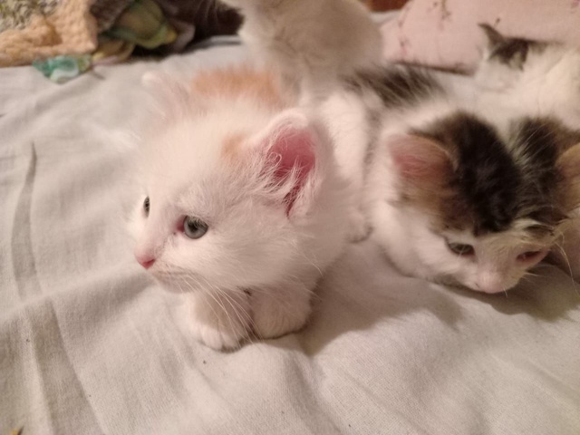Всем доброго здоровья! 😇Отдам в добрые руки котят или...