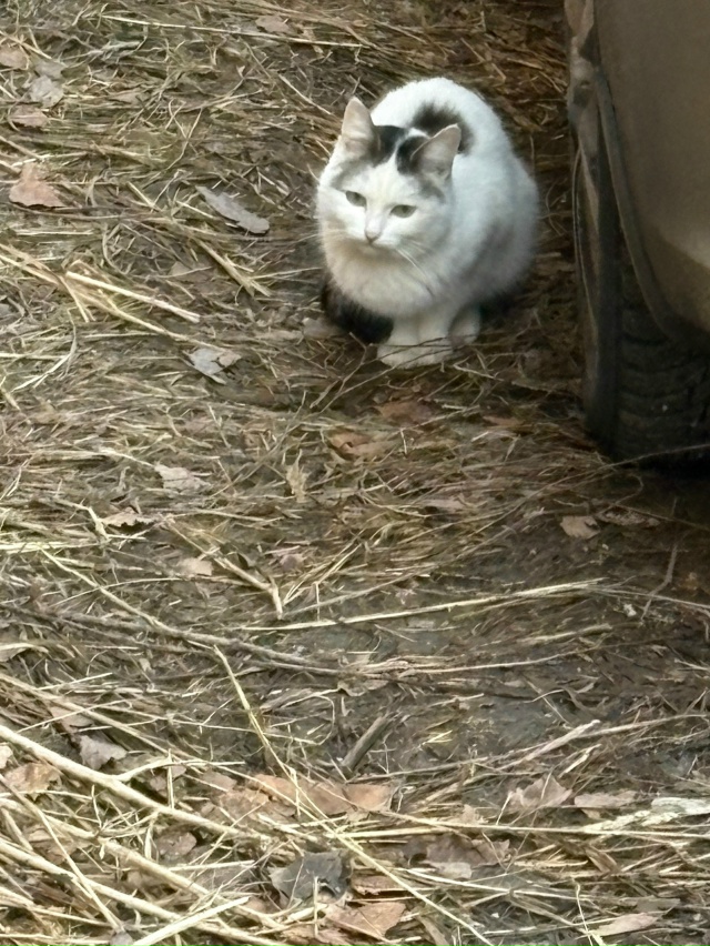 Кто потерял????Видно чистенькая,район АБВГДейки(может к...