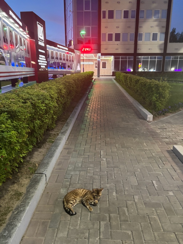 Около Лукойла бегает кот,ласковый!
Похож на Бенгальско...