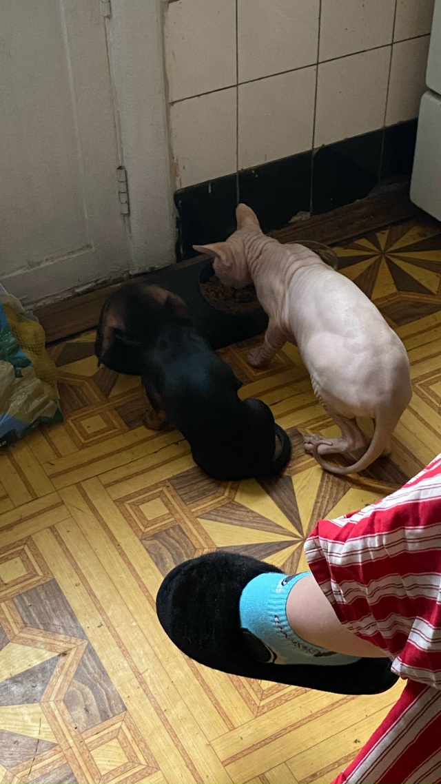 Истинная любовь между животными ❤️