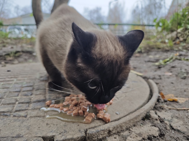 ❗❗❗Здравствуйте. Бегает домашний кот с ошейником, ок?...