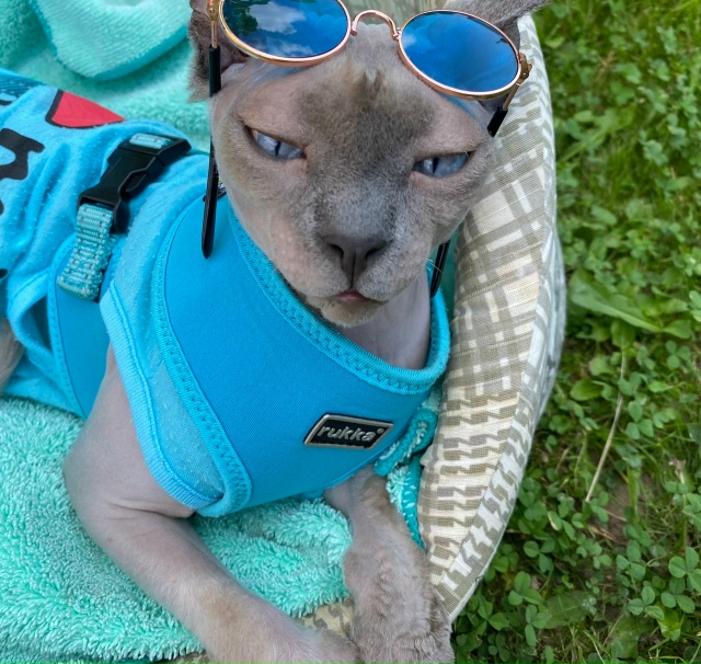 Сегодня Бесику 7 лет 😸🐾🐈🎊🎂. Добрая , умная , харизм?...