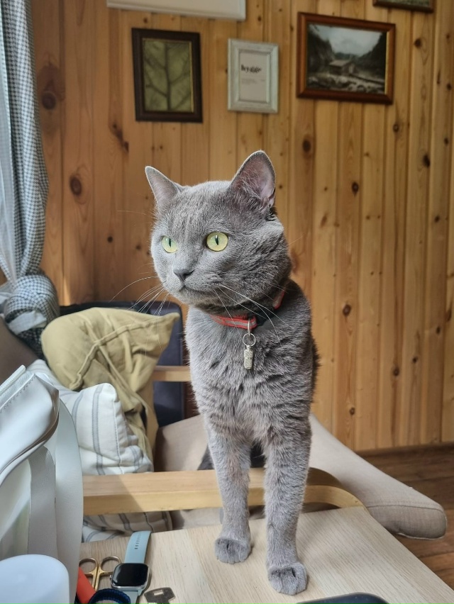 Здравствуйте. Пропал кот, ушел вчера и не вернулся.
Рай?...