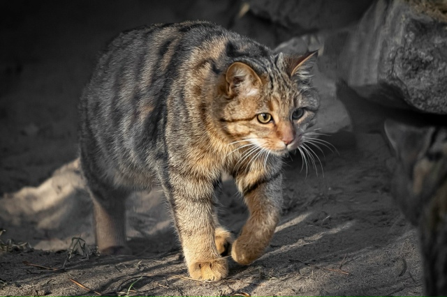 Лecныe кoты Ηoвocибиpcкoгo зooпapкa пoлнocтью гoтoвы к пpeдcтoящeй ...