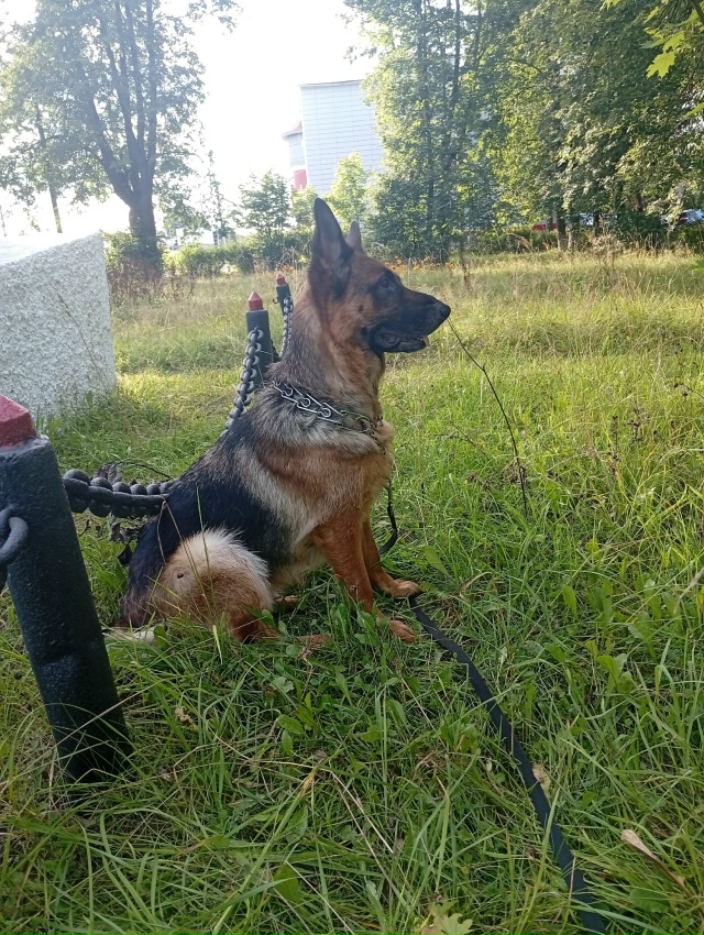 Есть ли в городе кинолог?