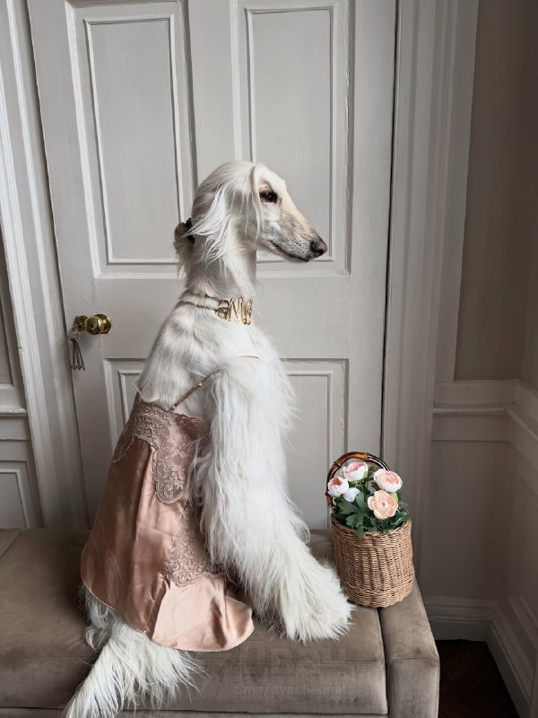 Афганская борзая по имени Саманта — новая звезда соцсетей
Бася набирает миллионы лайков. На каждом