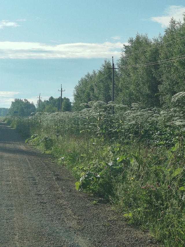 Что на этот раз администрация ответит? Борщевиком вся ?...