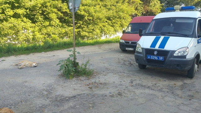 По городу Тамбову и области ездит Бондарский отлов и у?...