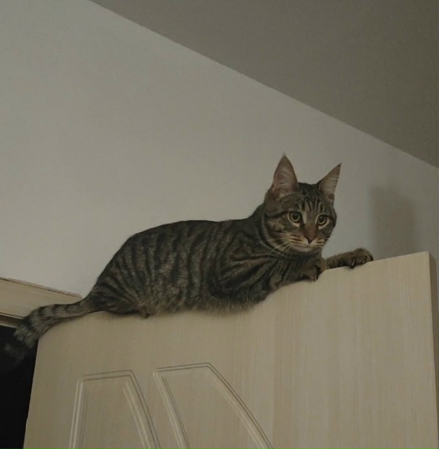 Ищем кота Потерялся в июле на второй заре ул. Солнечная...