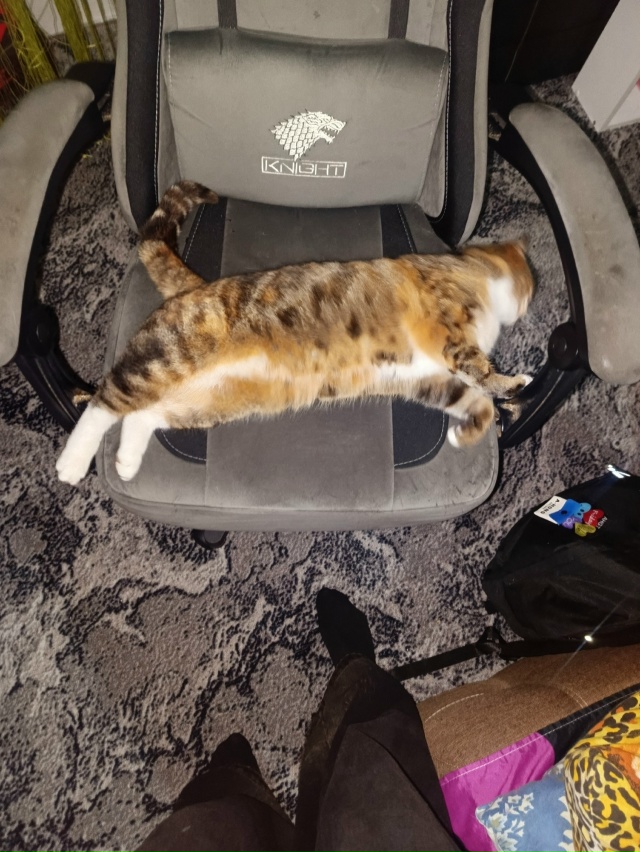 ни у кого кошечка не пропадала? очень ласаовая, привычк...