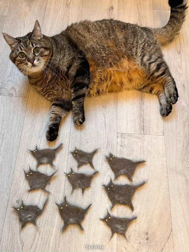 Степан со своими малышами Степанами 😹