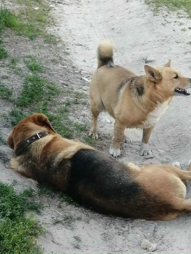 Продолжаем поиски собаки. Пропала 14 сентября,убежала г...