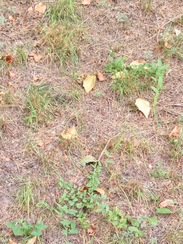 В начале августа в Орск внезапно пришла осень 🍁🍁🍁