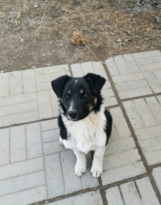 Пропала собака по кличке 