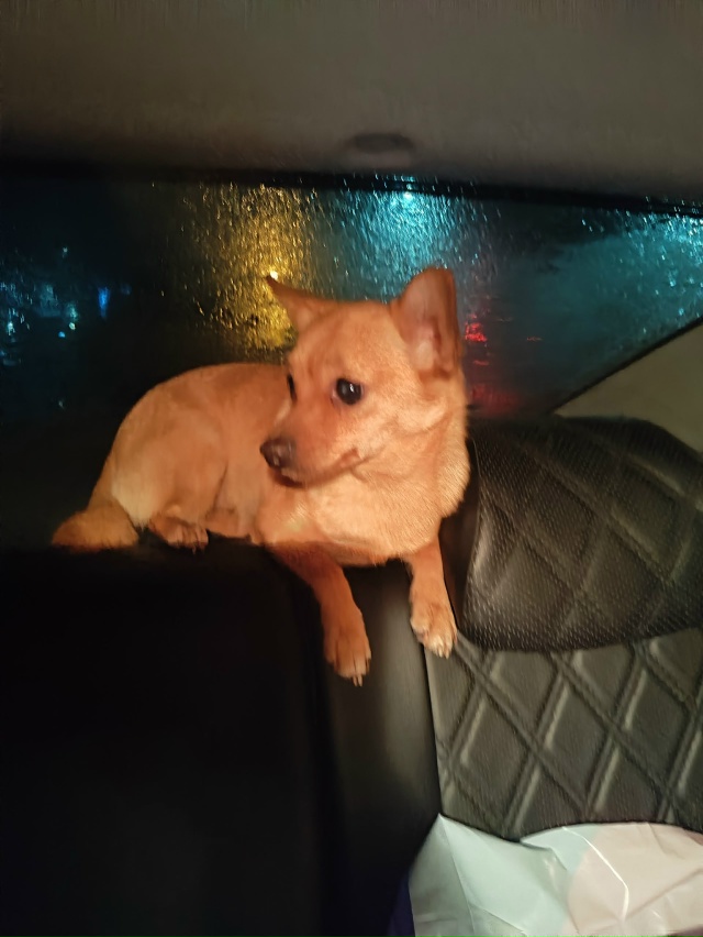 Нашли собаку, на повороте на строй городок.