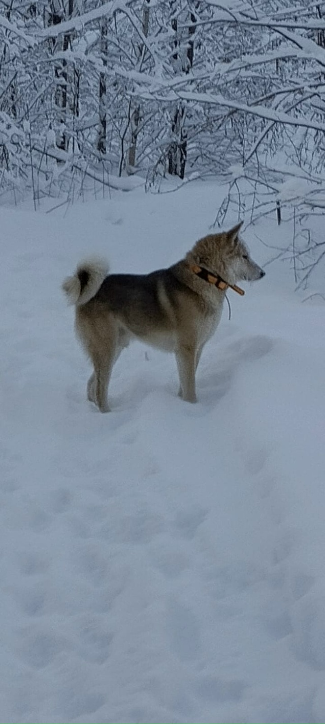 Пропала лайка по кличке-Байкал (с. Большая Брембола, мо?...