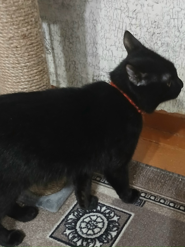 Отдам в добрые руки двух котиков , 1 год .89022478162