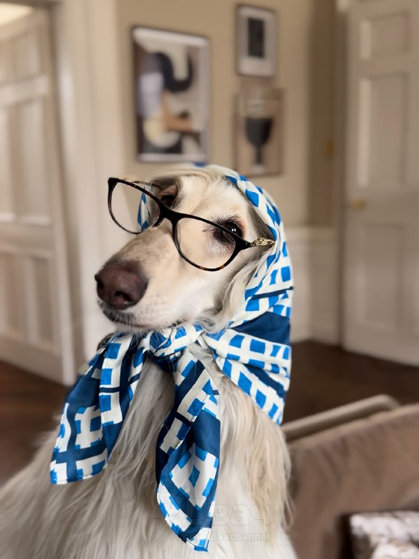 Афганская борзая по имени Саманта — новая звезда соцсетей
Бася набирает миллионы лайков. На каждом