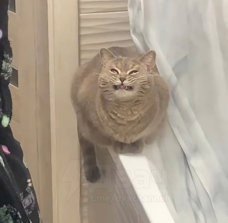 Многие кошки воспринимают «пшикающие» звуки за шипение, и это может их бесить