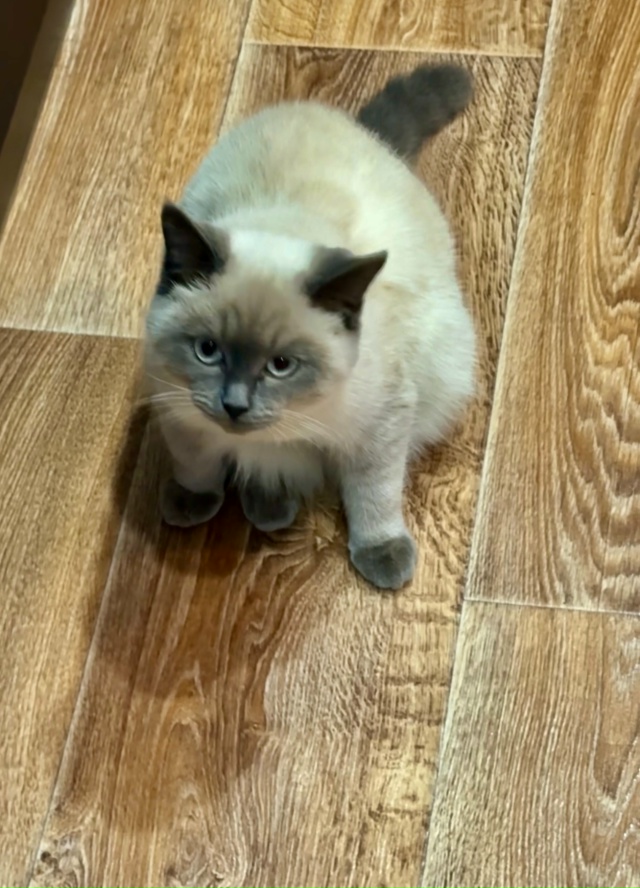 Опубликуйте пожалуйста 🙏
🐈 7 ноября пропала молодая ?...