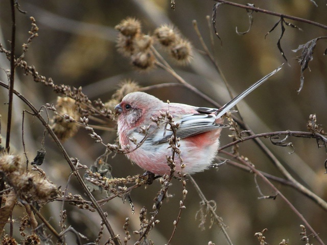 😍В Башкирии заметили редких длиннохвостых снегирей
?...