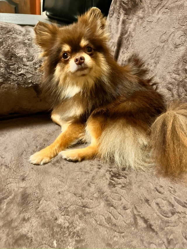 Потерялась собака