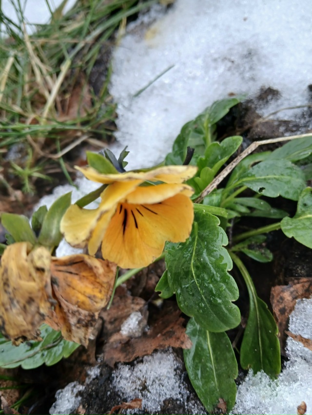 в Перми такая теплынь в начале зимы, что я офигел. Цветы...