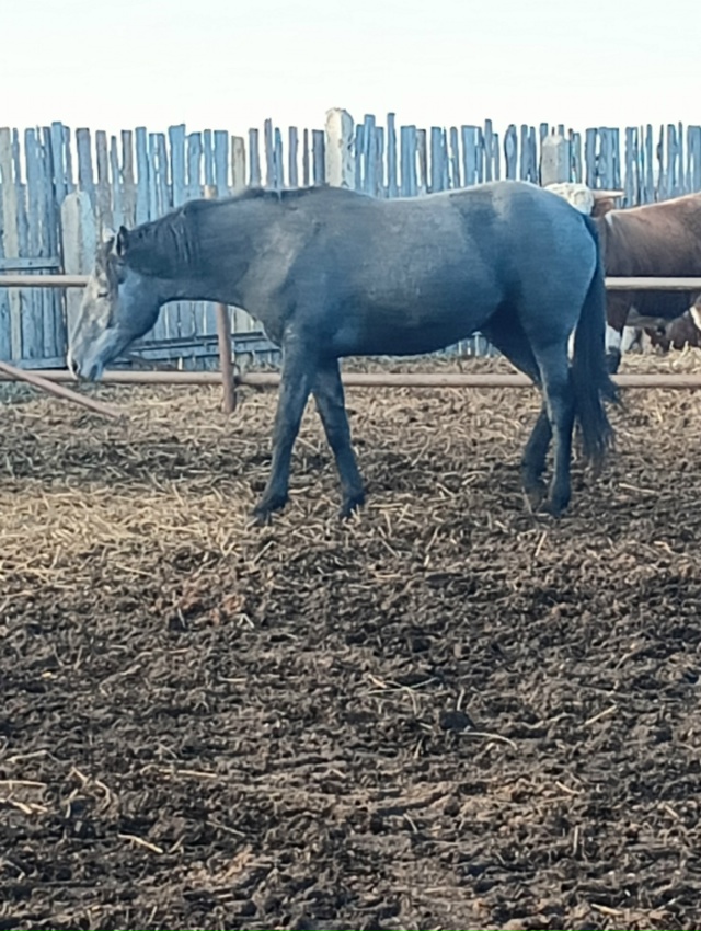 Продам лошадей. Все вопросы по тел 89010962315