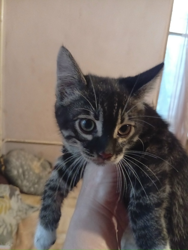 Подкинули котят!!!
Мальчик и девочка!
Помогите пристрои...