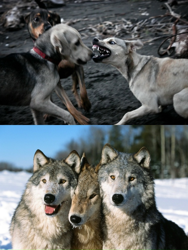 Чем отличается иерархия волков от собак? У собак царит ...