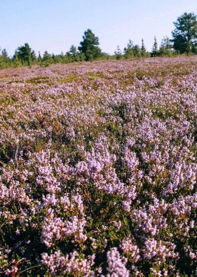 Северная лаванда зацветает 💜
В Мурманской области на...