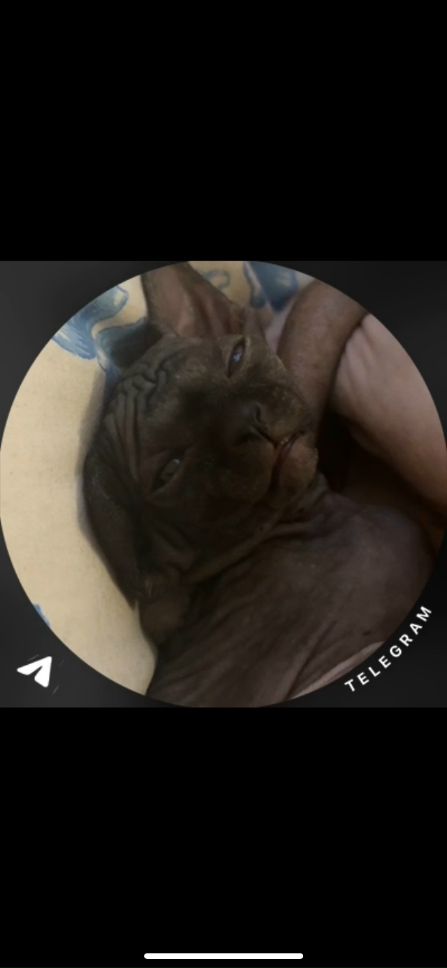 Этапы взросления (становления большим уголёчком) микр?...