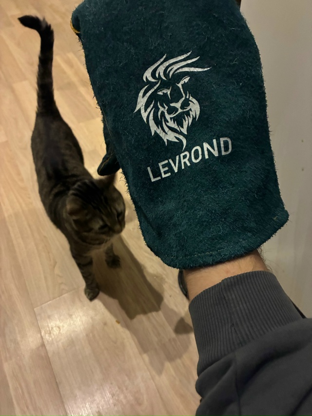 Обнаружен леврои… (кот для сравнения)