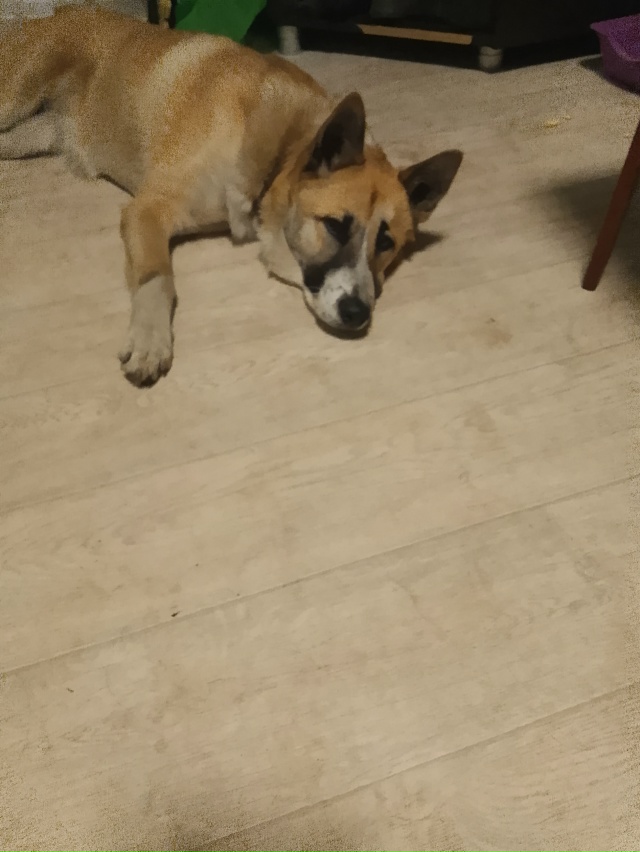 СОС, помогите пристроить собаку,пострадала от рук хозя...