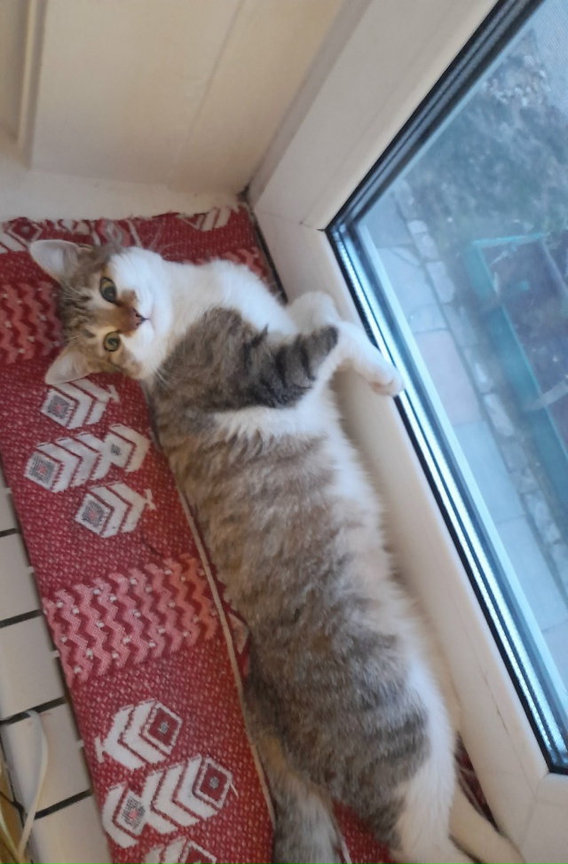 Друзья,обращаюсь к Вам🙏пропала наша Муська😔с.Богор?...