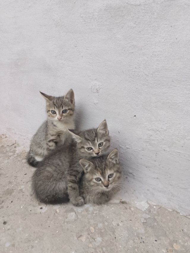 Пристраивается котячье ОПГ .
Веселые, шебутные котята. ...