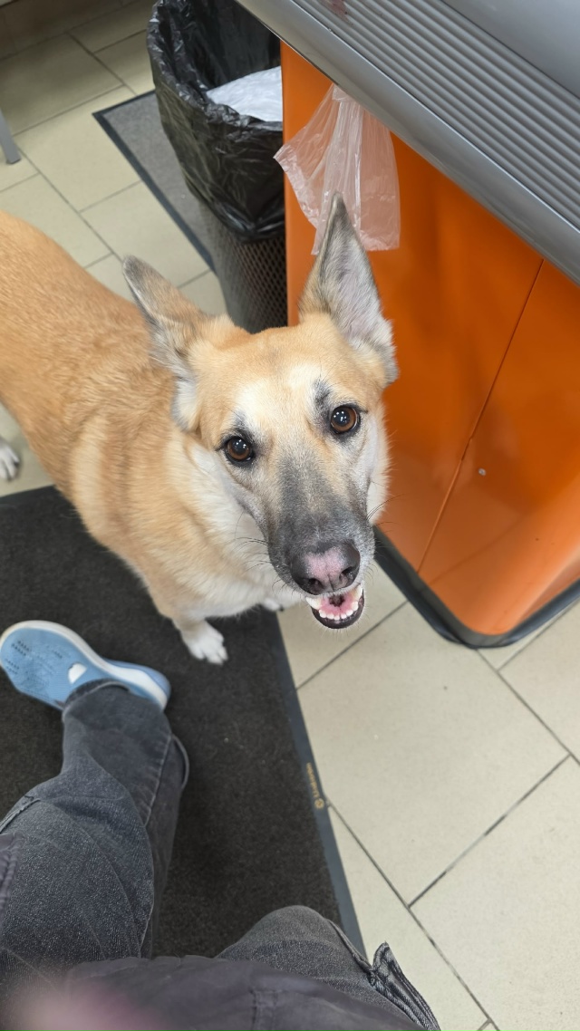 Срочно. Она ждёт хозяина. Как так можно забыть ?